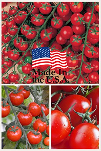 Product Cover Sweet Million Cherry Tomato (Organic) Tomato 150 Seeds Upc 643451295290