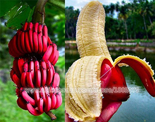 Product Cover 50 PCS very rare red banana seeds, outdoor perennial Interesting plants ,milk taste , delicious fruit seeds for home & garden