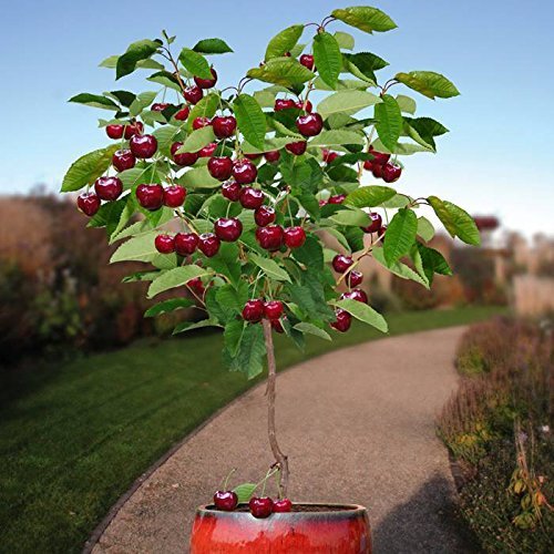 Product Cover 10 Seeds Dwarf Cherry Tree Self-Fertile Fruit Tree Indoor/Outdoor