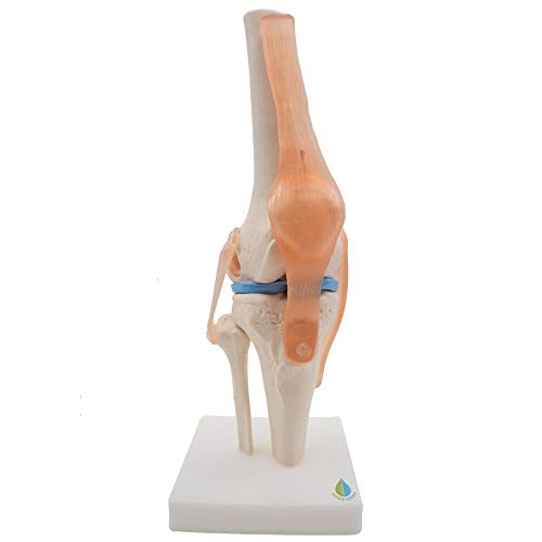 Product Cover Kouber Anatomical Medical Knee Joint with Ligaments Model,Life Size