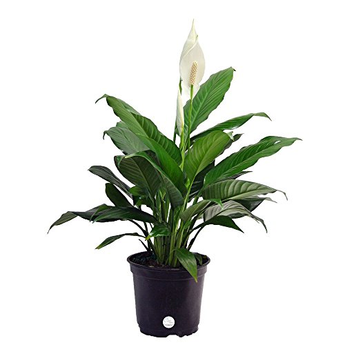 Product Cover Costa Farms Peace Lily, Spathiphyllum, Live Indoor Plant, 2-Feet Tall, Ships in Grow Pot, Fresh From Our Farm, Excellent Gift or Home Décor