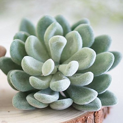 Product Cover 4 Pack Flocked Green Artificial Succulent Cactus Plants Echeveria Unpotted Long Stem For Wreath Making Wedding Bouquet Making 3.33