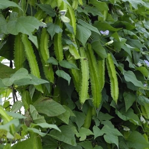 Product Cover Asian Chinese WINGED BEAN✮15 SEEDS✮Manila Winged Pea 4-Angled✮Goa✮Đậu rồng