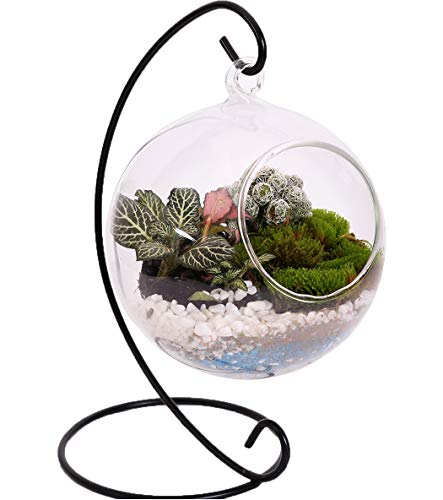 Product Cover 10L0L Charming Clear Hanging Glass Ball Vase Air Plant Terrarium Kit/Succulent Flowerpot Container w/Black Metal Stand (Big)