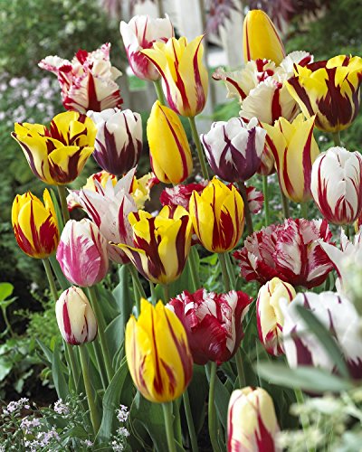 Product Cover Rembrandt Tulip Mixture- 30 Perennial Tulip Bulbs