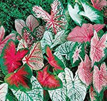 Product Cover Great Price, (10) Caladium Spectacular Mixed Colors, Elephant Ears, Small Bulbs, Root, Rhizome, Plant, Perennial