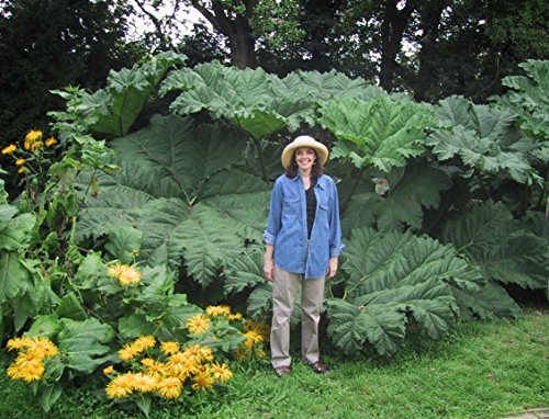 Product Cover NEWGIANT GUNNERA MANICATA7 seedsRARE4-8 FT.#1042 by ROBsRAREandGIANTseeds