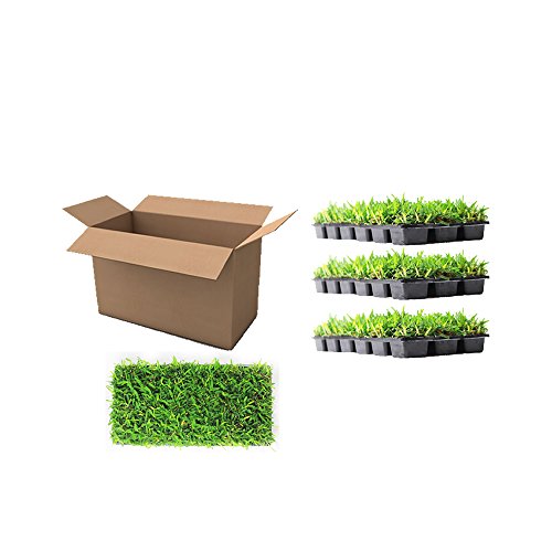 Product Cover Floratam St. Augustine Grass Plugs / Box of 72