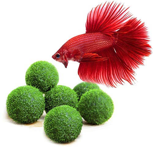 Product Cover LUFFY Betta Balls : Live Round-Shaped Marimo Plant : Natural Toys for Betta Fish : Aquarium Safe