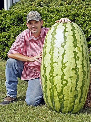 Product Cover North Carolina Giant Watermelon -10 Seeds- HUGE 200 lbs by Duncan Seed : watermelon