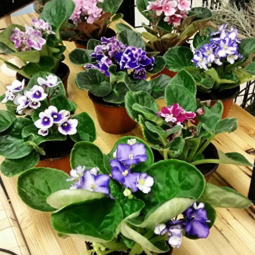 Product Cover Two African Violet Plants - Assorted Colors IN BLOOM - 4
