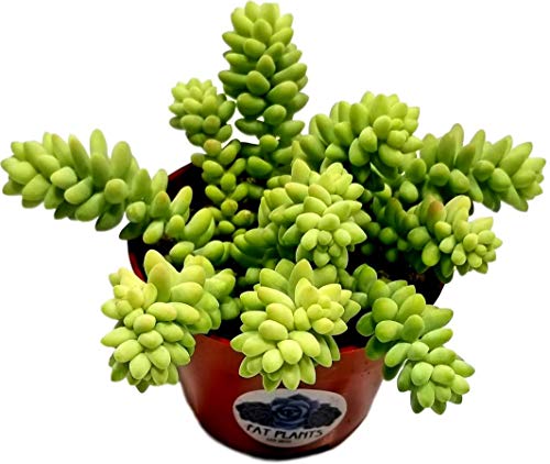 Product Cover Fat Plants San Diego Succulent Plant(s) Fully Rooted in 4 inch Planter Pots with Soil - Real Live Potted Succulents/Unique Indoor Cactus Decor (1, Donkey Tail Sedum Morganianum)