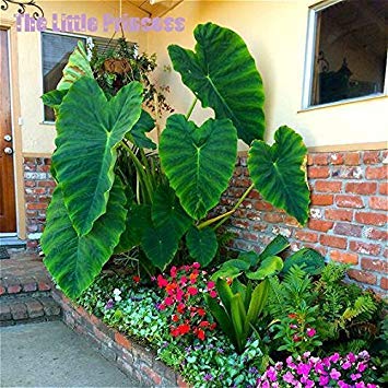 Product Cover Loss Promotion! 20 Seeds / Pack Heirloom Alocasia Macrorrhiza seeds Green Giant Taro Flower Garden Plant Professional Pack Elephant ears Sale - Arcis New