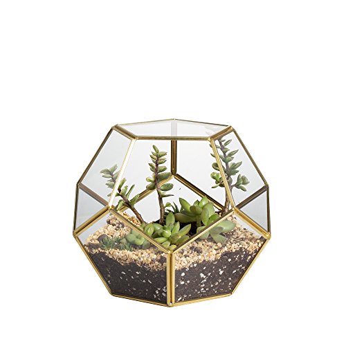 Product Cover NCYP Brass Glass Geometric Terrarium, Home Tabletop Decor, Pentagon Regular Planter for Succulent Fern Moss Air Plants, Miniature Fairy Garden Container Gift (No Plants Included)
