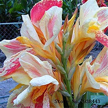 Product Cover Brand New! Beautiful Flower 10 Small Canna Lily Seeds, Garden Plant, Flower Seeds, Pond Seeds of Hope