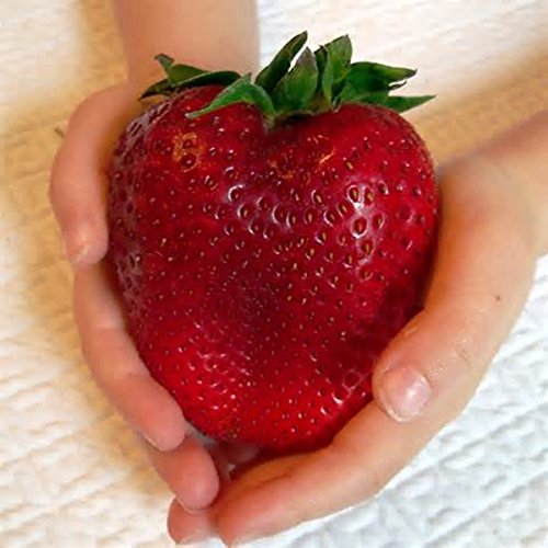 Product Cover 100Pcs Giant Red Strawberry Seeds Heirloom Super Japan Strawberry Garden Seeds by Edible Gard