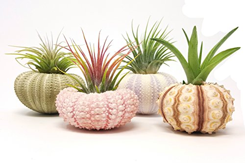 Product Cover aura creations 4 Pcs Sea Urchin Air Plant Lot/Kit Includes 4 Live Plants and 4 Sea Shells/Housewarming Home Decor Accents