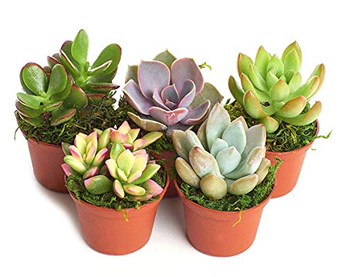 Product Cover Shop Succulents | Unique Collection of Live Succulent Plants, Hand Selected Variety Pack of Mini Succulents | Collection of 5