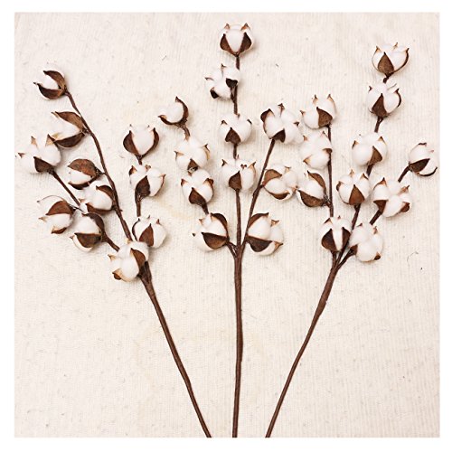 Product Cover Darget Cotton Stems - 29
