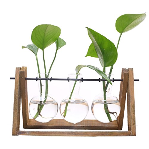 Product Cover Terrarium Bulb Vase with Wooden Stand, Rustic Plant Mint Leaves and Spider Planter Holder for Home & Office Desk Decoration(3 Terrariums)