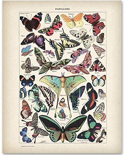 Product Cover Butterflies Illustration - 11x14 Unframed Art Print - Makes a Great Gift Under $15 for Bathroom Decor