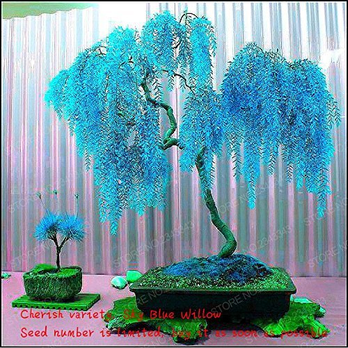 Product Cover Sale 50pcs Rare Sky Blue Willow Seeds Chinese Perennial Flower Indoor Plants Seed Evergreen Bonsai Tree For Garden Decoration Multi-Colored