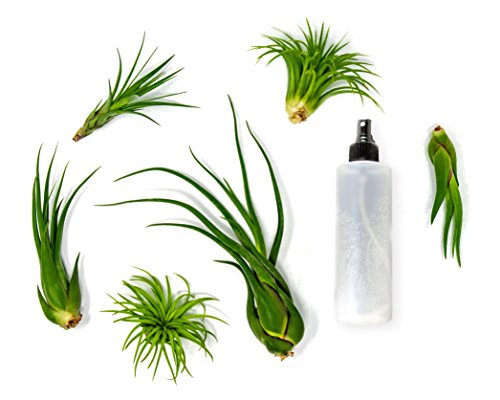 Product Cover 6 Air Plant Terrarium Kit | Large Tillandsia Variety Pack with Spray Bottle Mister for Fertilizer | Live Assorted Indoor Airplants by Plants for Pets