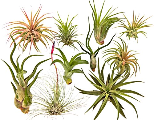 Product Cover 10 Air Plant Tillandsia Variety Pack by Bliss Gardens/Live House Plants for Terrariums & Home Decor