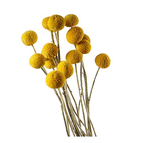 Product Cover Dongliflower 30 Stems/Pcs Dried Natural Craspedia Flowers,Billy Button Balls,16