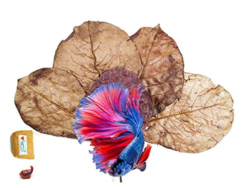 Product Cover FANCYTE 18-25CM 50 Grams(25PIECES ) INDIAN ALMOND LEAVES Fish Tank for Shrimp Crayfish, Betta Fish ,Improve Comfort by Simulating House For Fish Healthy