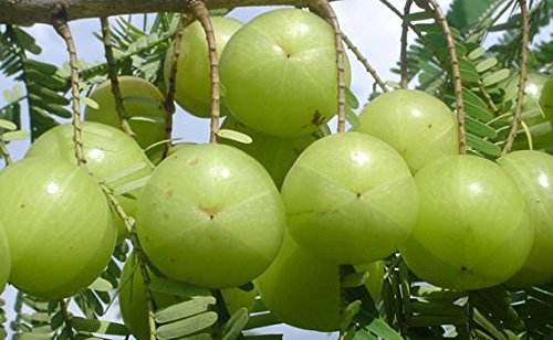 Product Cover 200 Phyllanthus emblica Seeds. Indian Gooseberry Seeds. Amla Seeds