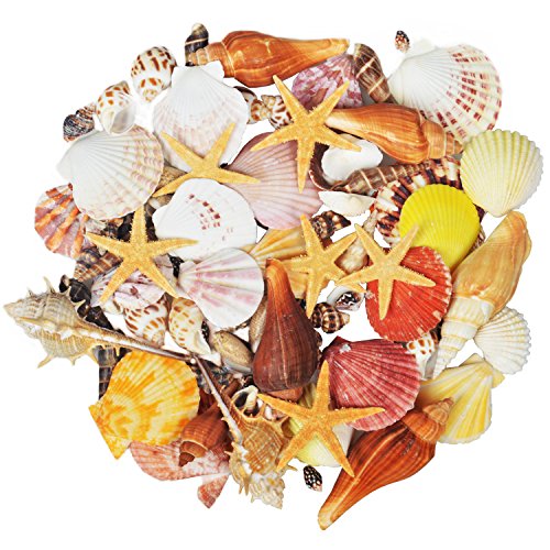 Product Cover Jangostor Seashells 15 Kinds of Shells 100 PCS Mixed Ocean Beach Colorful Seashells with Starfish Perfect for Home Decoration, Art Craft, Fish Tank and Vase Filler
