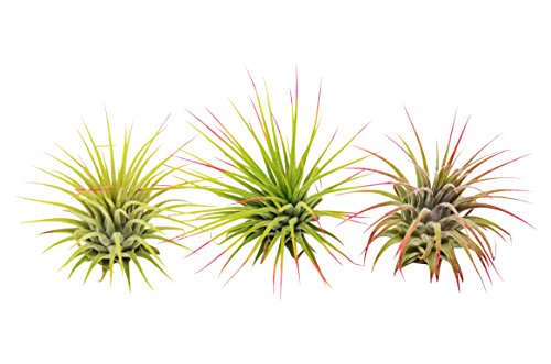 Product Cover 3 Ionantha Guatemala Air Plants/FREE Care Guide/Blooming Air Plant