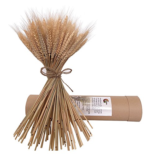 Product Cover HGFF Natural Dried Wheat Bunches Flowes Wedding Centerpieces Decorative 100 stems(