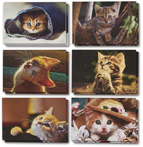 Product Cover All Occasion Greeting Cards Box Set - 48-Pack Kittens Greeting Cards, 6 Cute Kitten Designs, Envelopes Included, 4 x 6 Inches