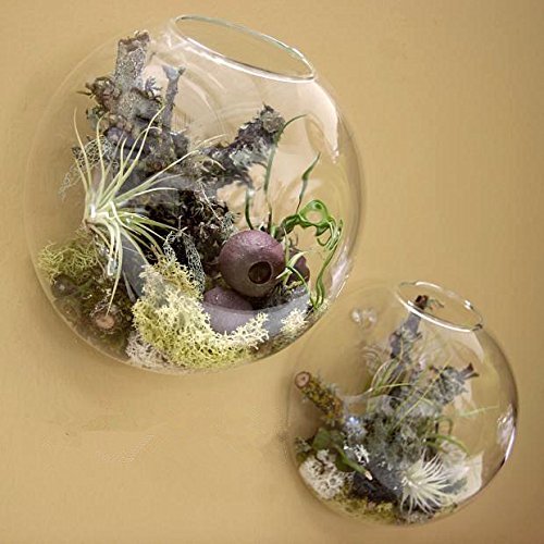 Product Cover Pack of 2 Larger Wall Bubble Terrariums Glass Bowl 6