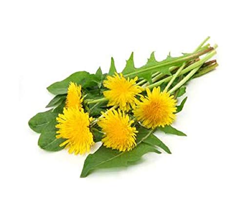 Product Cover David's Garden Seeds Herb Dandelion SL1334 (Green) 200 Non-GMO, Open Pollinated Seeds