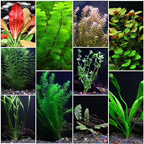 Product Cover 10 Species Live Aquarium Plants Package - Anacharis, Swords, Vallisneria and More!