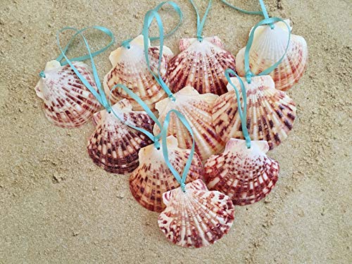 Product Cover Glitter Seashell Beach Christmas Ornaments with Turquoise Ribbon, 10