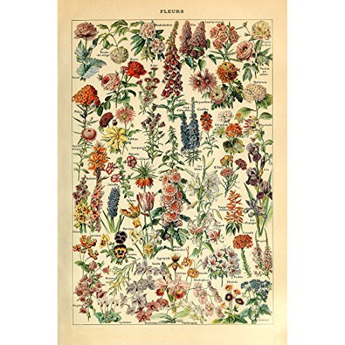 Product Cover Meishe Art Vintage Poster Print Flower Floral Botanical Collections Garden Flowers and Plants Identification Reference Chart Diagram Home Wall Decor