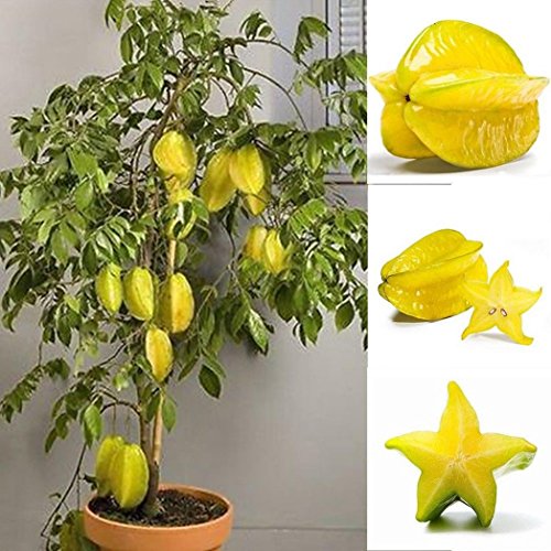 Product Cover Potato001 50Pcs Thai Star Fruit Seeds Juicy Carambola Exotic Tree Seed High Germination
