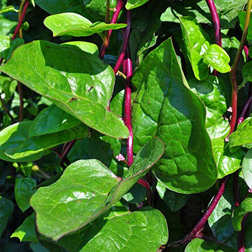Product Cover Park Seed Red Stem Malabar Spinach Seeds - Green Leaf Spinach Seeds - Pack of 50 Seeds
