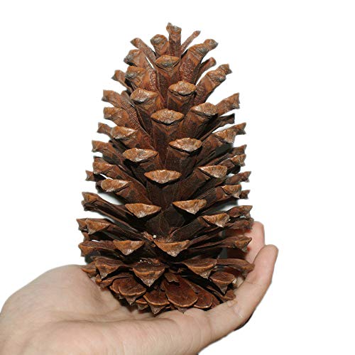 Product Cover Delicaft Large Pacific Ponderosa Pine Tree Cones (8 Pinecones 4-6 Inch Tall) Natural Craft Supply Floral Arranging Home Decor Accents