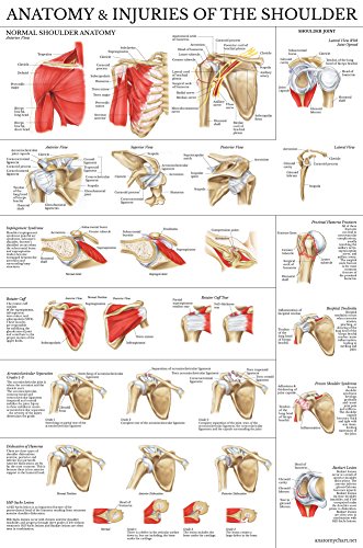 Product Cover Laminated Anatomy and Injuries of The Shoulder Poster - Shoulder Joint Anatomical Chart