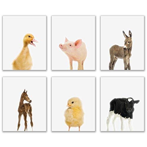 Product Cover Crystal Baby Farm Animals Poster Prints - Set of 6 (8x10) Adorable Furry Barn Portraits Wall Art Nursery Decor - Calf (Cow) - Chick (Chicken) - Donkey - Foal (Horse) - Duckling (Duck) - Piglet (Pig)