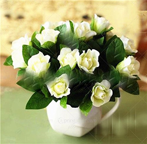 Product Cover 100 pcs/Bag Gardenia Seeds (Cape Jasmine) Amazing Smell & Beautiful Flower Seeds Tree Seeds for Home Garden Plant