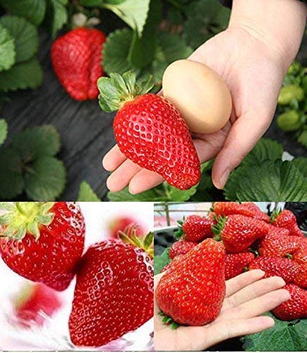 Product Cover 300pcs Giant Strawberry Seeds, Sweet Red Strawberry/Organic Garden Strawberry Fruit Seeds, for Home Garden Planting