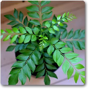 Product Cover Curry Leaf herb Culinary herb Seeds for Outdoor Plant Seeds for Garden Pack 60 Seeds Tree