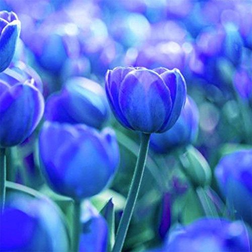 Product Cover 10 Blue Tulip Bulbs Perennial Bulbs for Garden Planting-8/10cm Bulbs