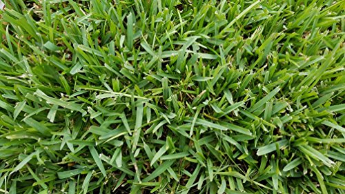 Product Cover Gulf Kist 'Classic' St Augustine Grass Plugs - 36 Count